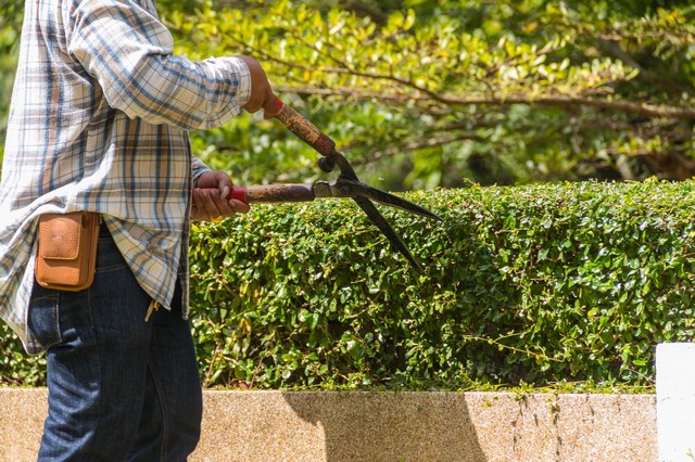 Garden Maintenance Dartford, Crayford, DA1